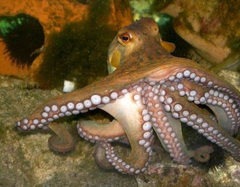 Popis: http://2.bp.blogspot.com/-bsp-Zrtr0Yk/Ti9EwENm0uI/AAAAAAAADH4/Lt90e_iwQ_M/s1600/octopus-500x427.jpg